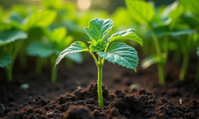 Jeune plante de concombre en terre riche et sombre