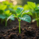 Jeune plante de concombre en terre riche et sombre